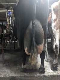 View of horse in stable