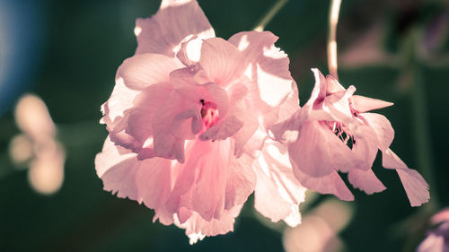 Close-up of pink cherry blossom