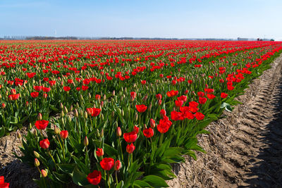 Red tulips in field