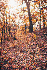 Trees growing in forest during autumn