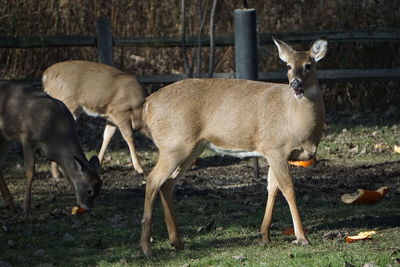 Deer standing outdoors