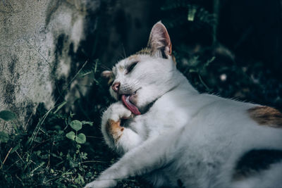 Close-up of cat yawning