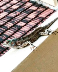 High angle view of lizard on roof