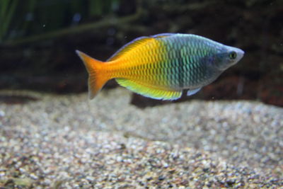 Close-up of fish swimming in aquarium