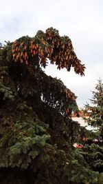 Low angle view of tree against sky
