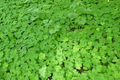 Full frame shot of leaves floating on field