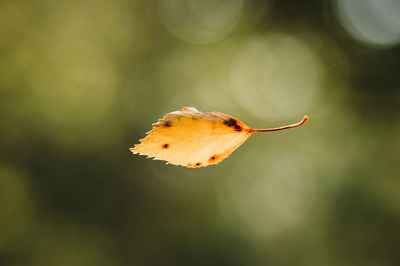 Close-up of a leaf stuck in a spiderweb in the forest