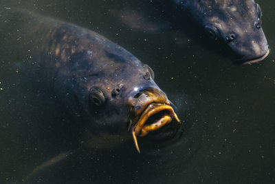 High angle view of fish swimming in lake