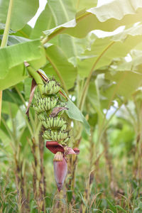 Close-up of red flowering plant on land