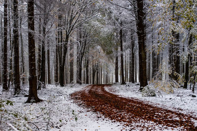 Road amidst trees in forest during winter