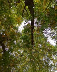 Low angle view of trees in forest