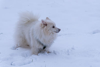 Dogs on snow covered field