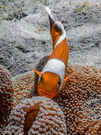 Saddleback clownfish