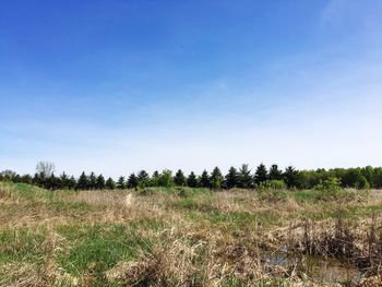 Scenic view of field against blue sky