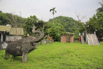 View of horse on field