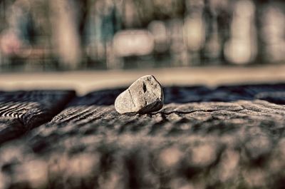 Close-up of log on wood