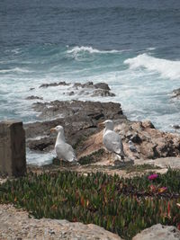 Seagull perching on shore by sea