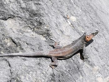 High angle view of lizard on rock