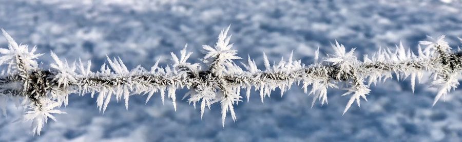 Close-up of frozen plants