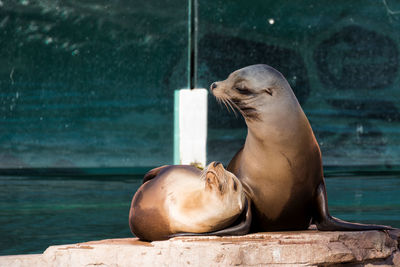 Close-up of sea lion on shore