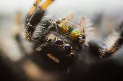 Close-up of spider