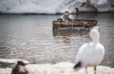 View of bird in lake