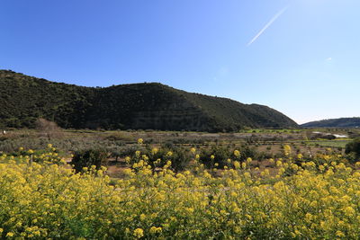 Scenic view of field against clear blue sky