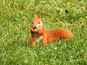 Squirrel on grass