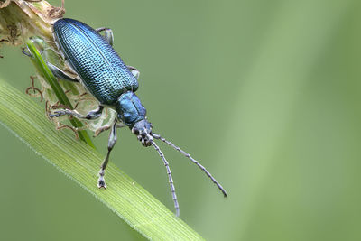 Close-up of insect on leaf