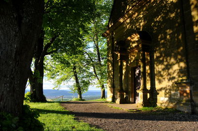 Trees in a building