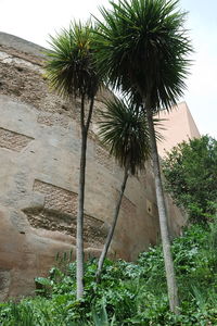 Low angle view of palm trees against sky