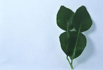 Close-up of green leaves on white background