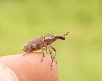 Close-up of insect on hand against blurred background