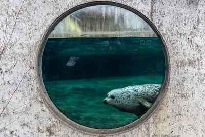 Seal swimming in pond seen through window at zoo