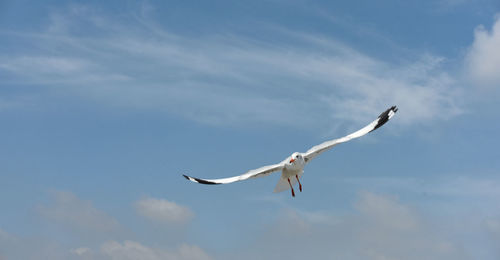 Low angle view of seagulls flying