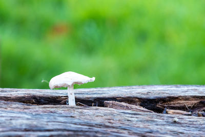 Close-up of mushroom on field