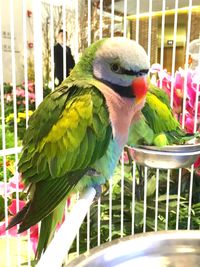 Close-up of parrot in cage