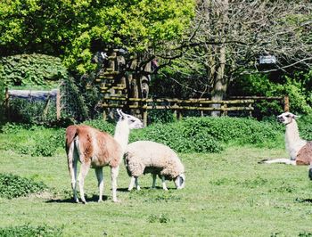 Horses in a field