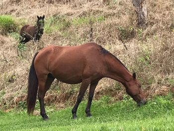 Horse grazing on field