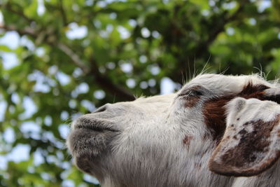 Close-up of goat against trees