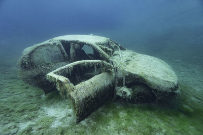Close-up of turtle swimming in sea