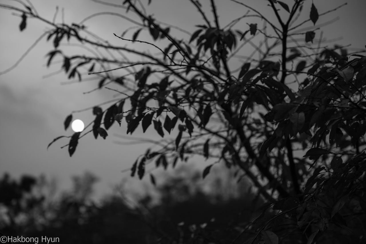 focus on foreground, moon, nature, outdoors, no people, branch, tree, beauty in nature, day, sky, close-up, fragility