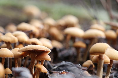 Close-up of mushrooms growing outdoors