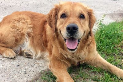 Portrait of dog on field