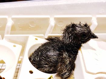 View of a dog in bathroom