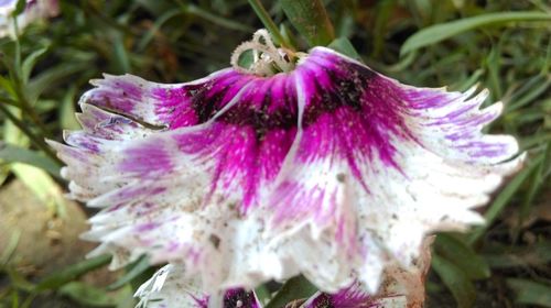 Close-up of purple flower