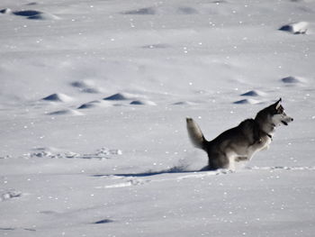 Dog on snow covered landscape