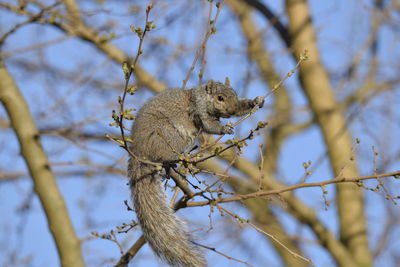 Low angle view of squirrel on tree