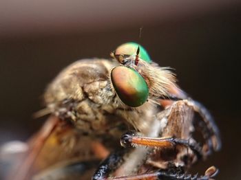 Close-up of bee