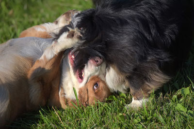 Portrait of a dog relaxing on field